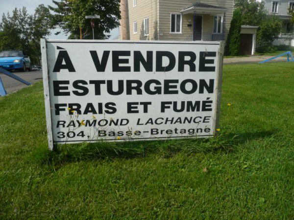 Carrefour mondial de l’accordéon (20/54)